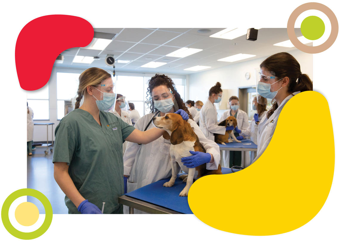 ucvm-summer-camp ucvm-summer-camp