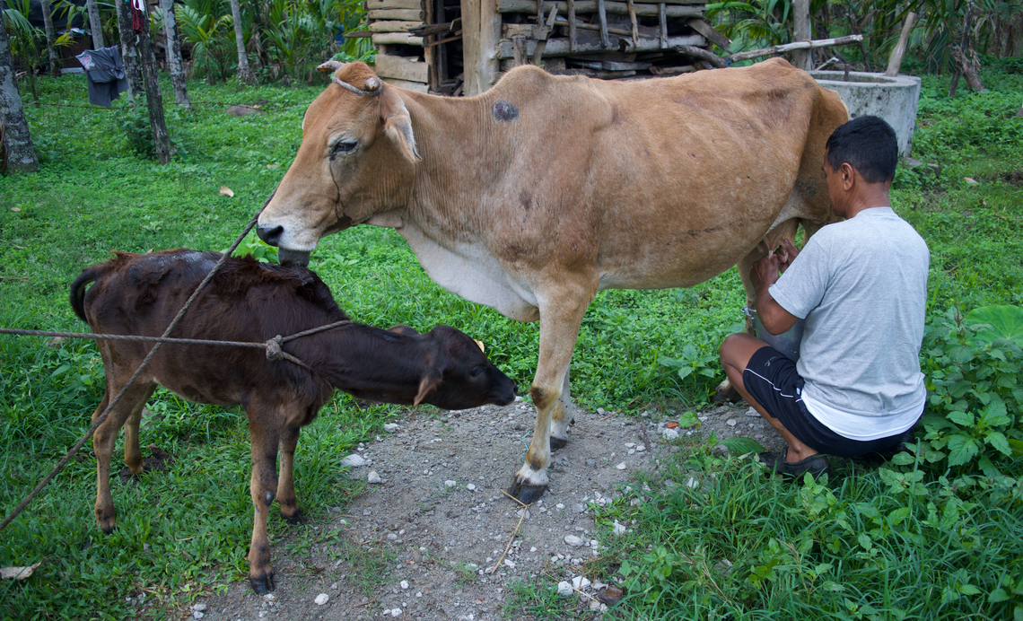 A small-scale cattle farmer milking his cow