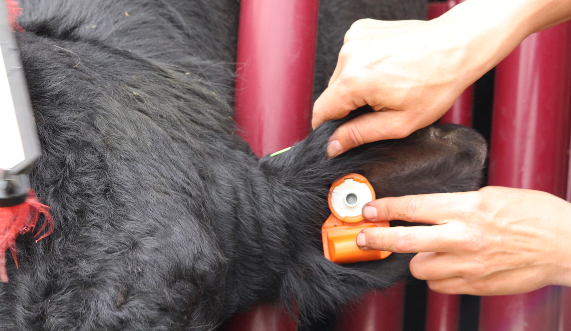 Dr. Jennifer Pearson places a CowManager ear tag onto the RFID tag of a bull at WA Ranches