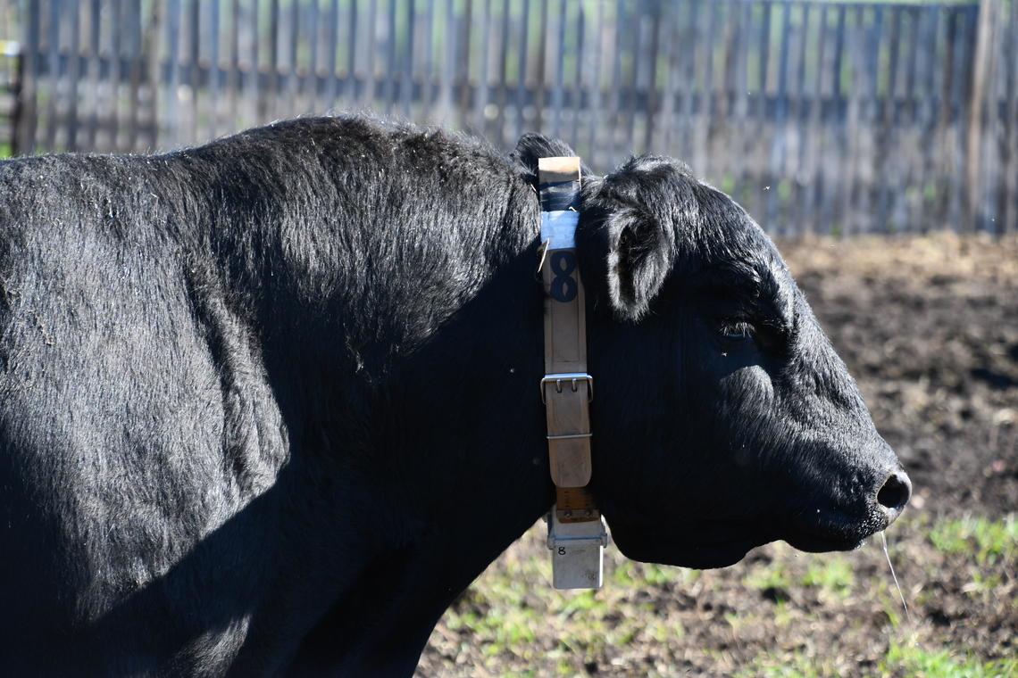 Developing computer programs to evaluate collar tracking equipment to be used for bulls, cows, and calves 