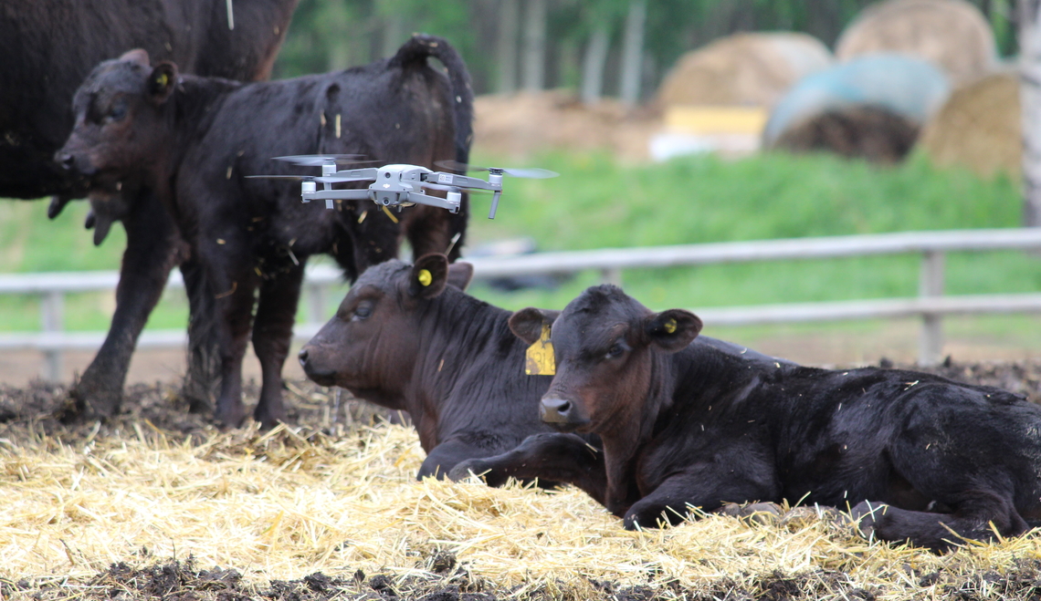 Researchers used a drone to get close to calves and record their faces without any physical intervention.
