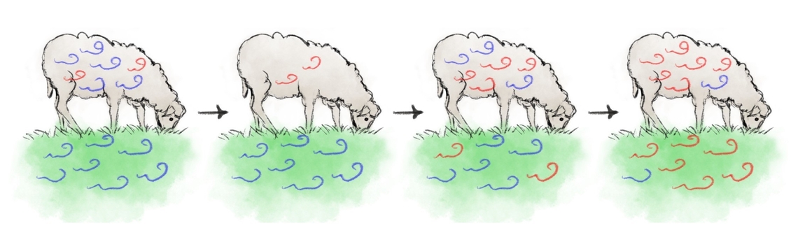 Figure 1: Illustration on development of anthelmintic resistance over time