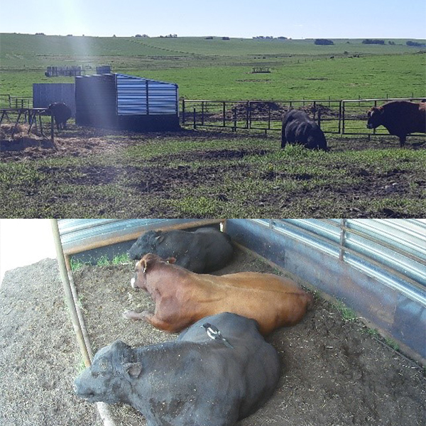 bullfertility