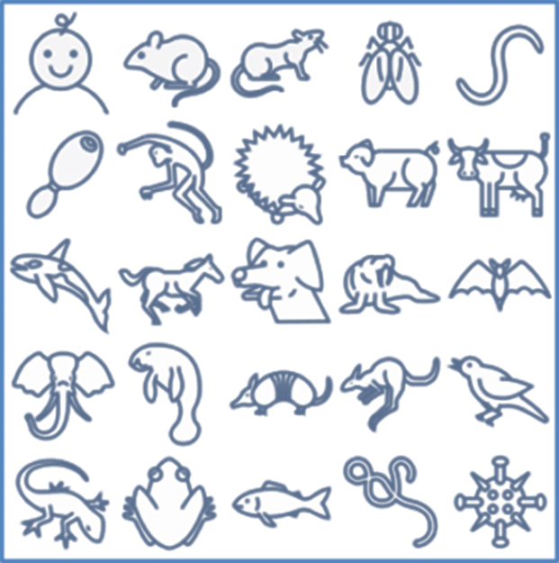 Species-specific reprogramming — an opportunity to compare species-specific pluripotency and functional derivatives. Species-specific reprogramming — an opportunity to compare species-specific pluripotency and functional derivatives.