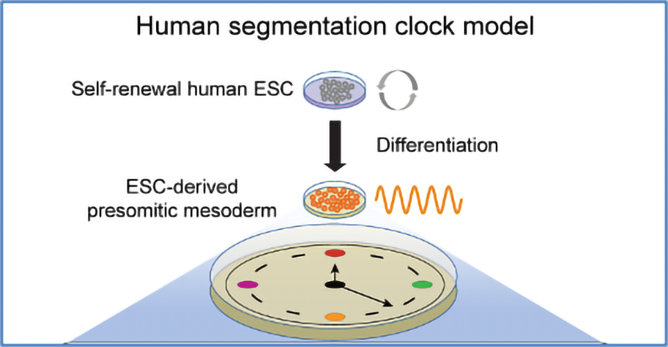 In vitro segmentation clock model — a window to understand developmental timing In vitro segmentation clock model — a window to understand developmental timing
