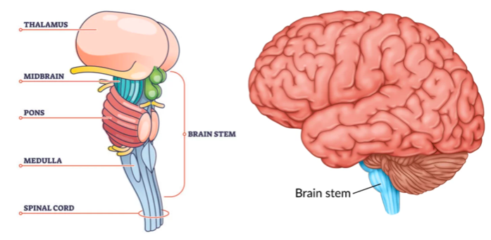 brain stem 