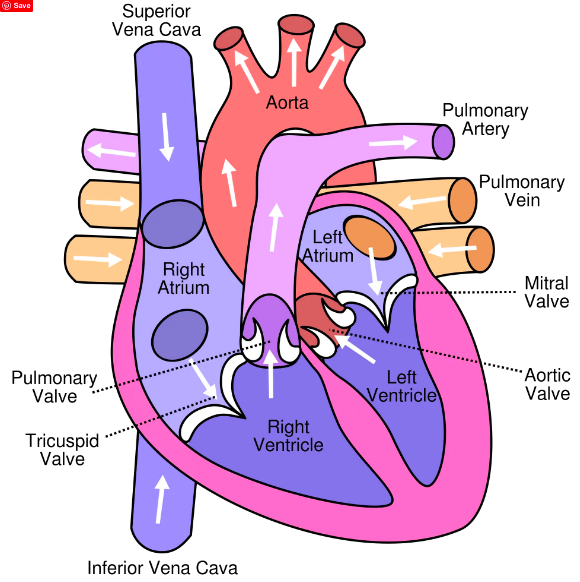 flow heart 