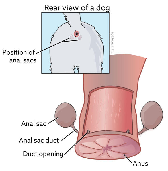 anal sac