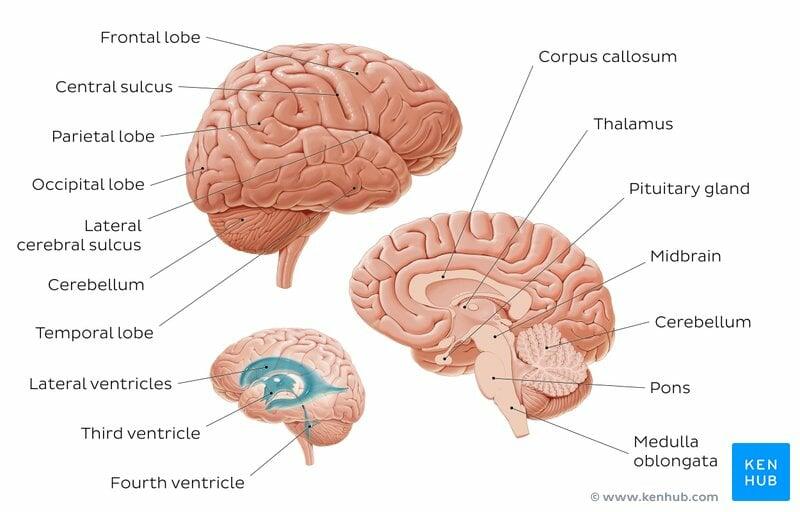 brain anatomy