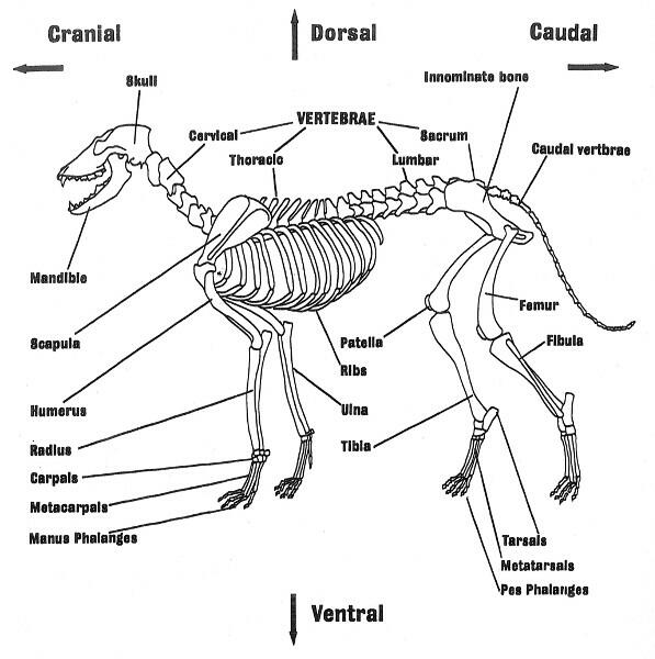 canine skeleton