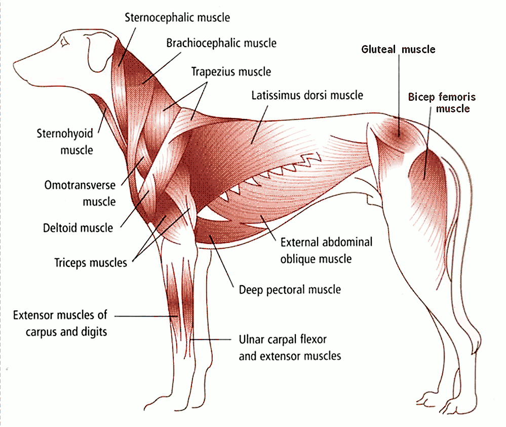 canine muscles