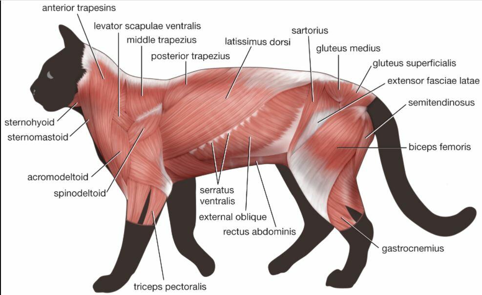 feline muscles 