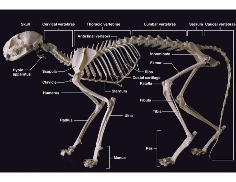 feline skeleton 