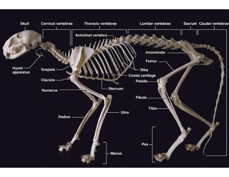 cat skull diagram