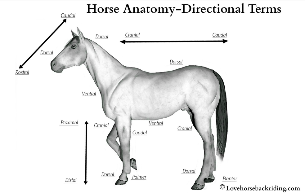 horse directional terms