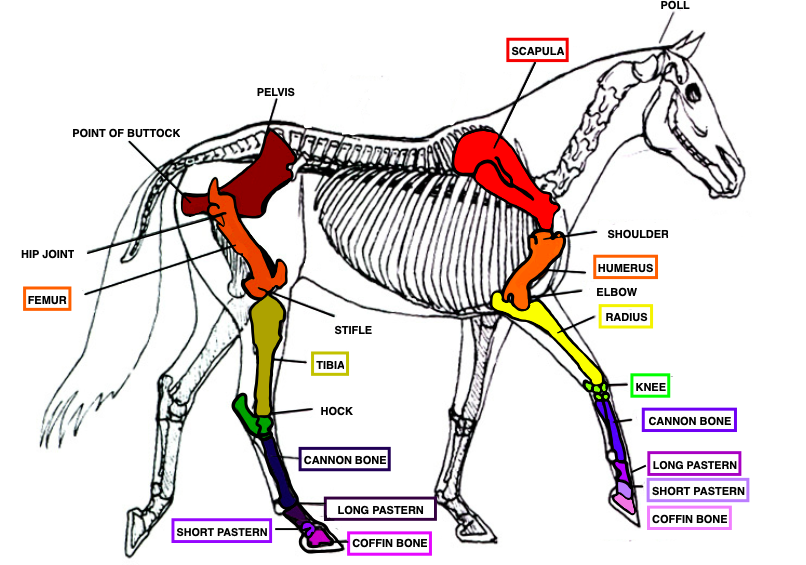 horse skeleton
