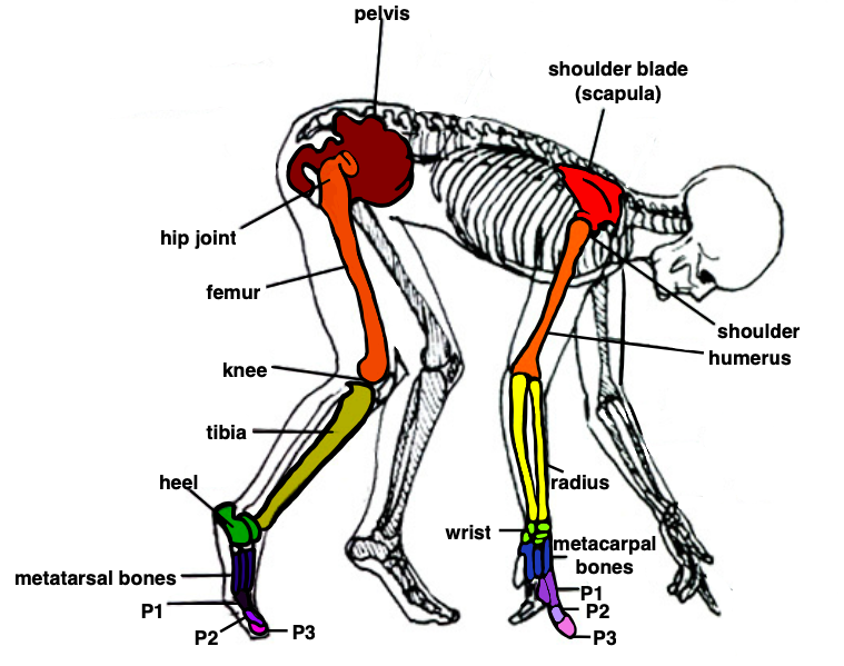 human anatomy