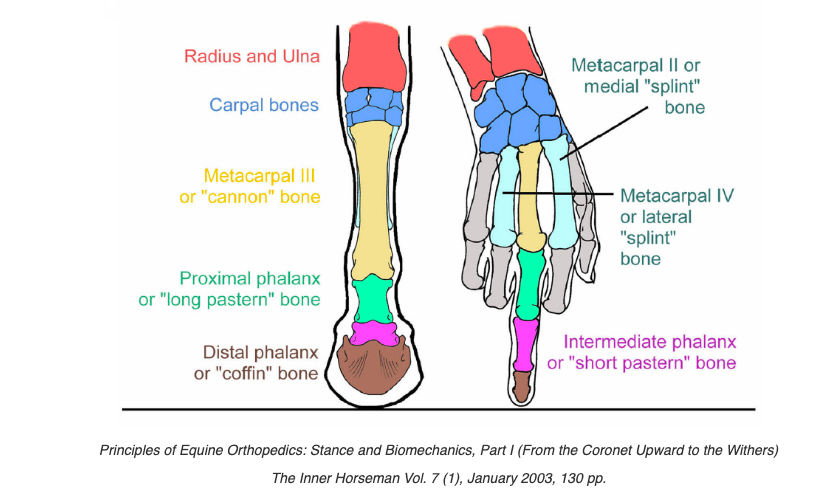 comparative anatomy