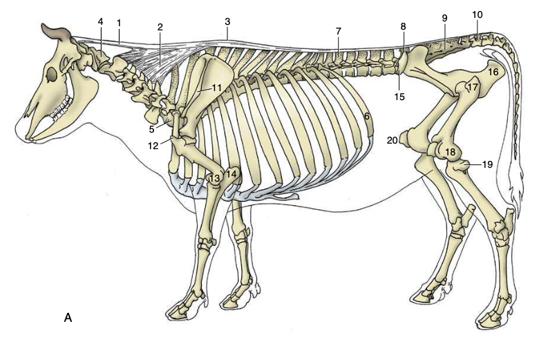 bovine skeleton