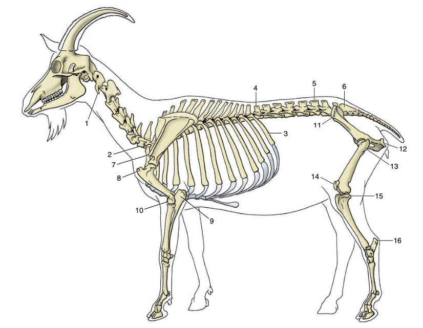goat anatomy