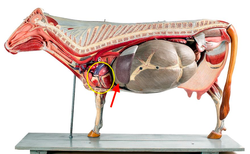cow organs
