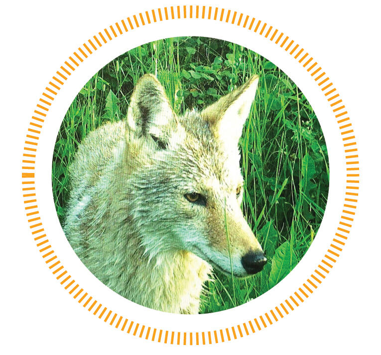 Social Resilience in Coyotes across an Urban-Rural Gradient  