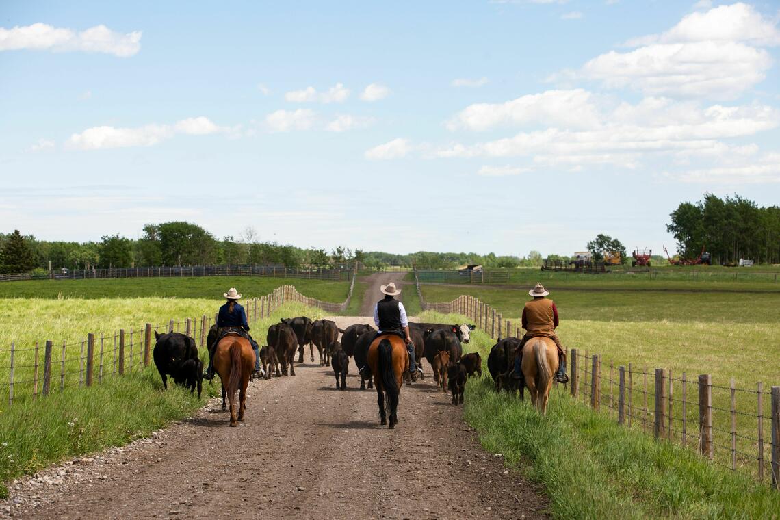 Ranch hands on horseback moving a small group of cow calf pairs down a dirt road