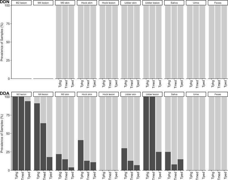 Treponema in DD-negative and DD-affected farms