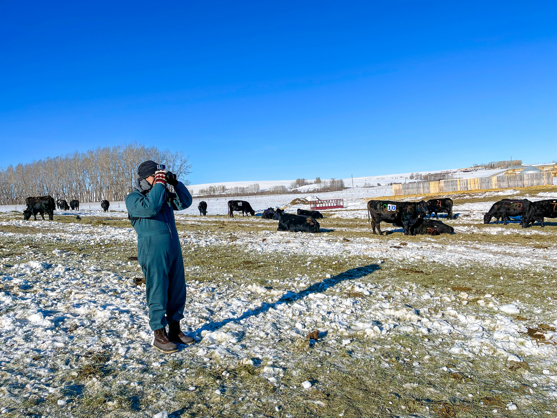 Health and welfare impacts of different weaning methods on dams 