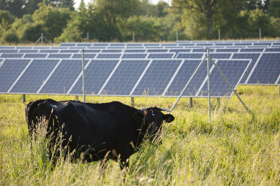 Moo-ve on over, there’s an exciting new solar project in town