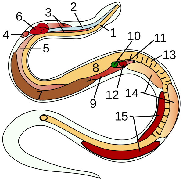 Snake anatomy