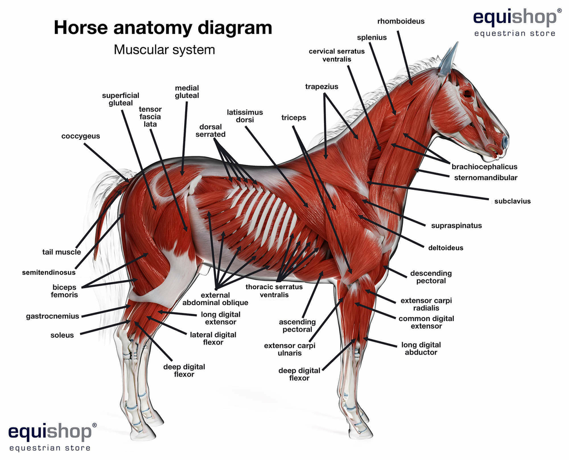 equine muscles