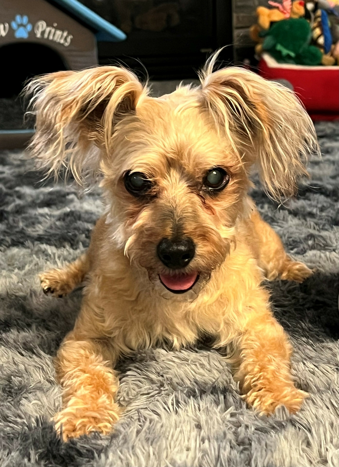 Bobo