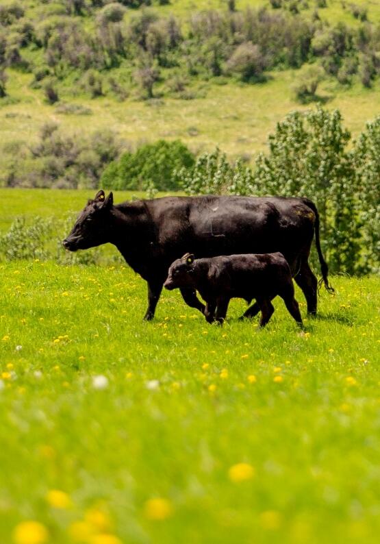 Investigating Hidden Costs of Weaning  Management Christy Goldhawk, Ed Pajor, Karin Orsel