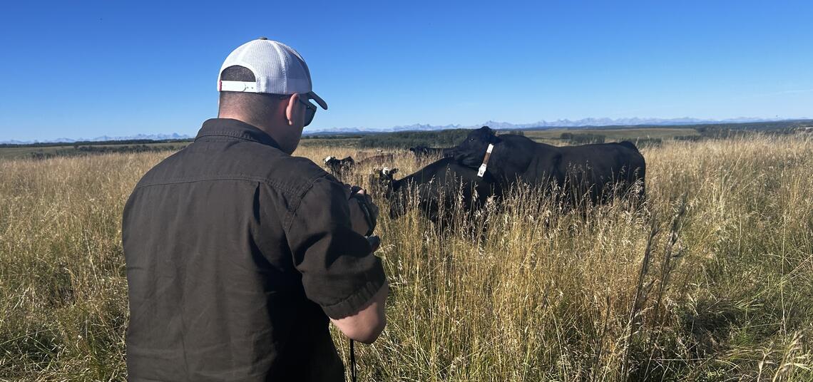 Exploring Bull Behavior 