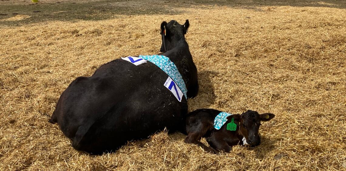 Keeping an Eye on Calves