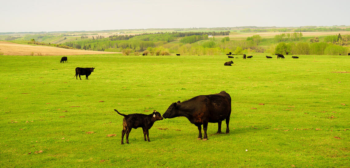 calving impct