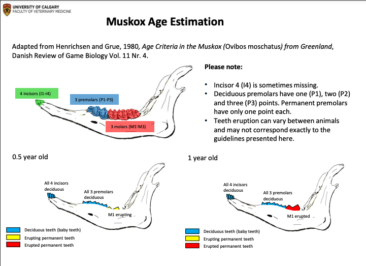 Muskox Jaw Age Chart Part 1