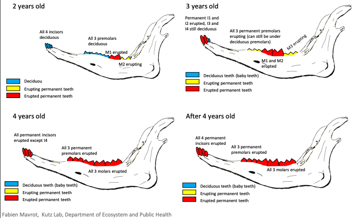 Jaw Age Chart Part 2