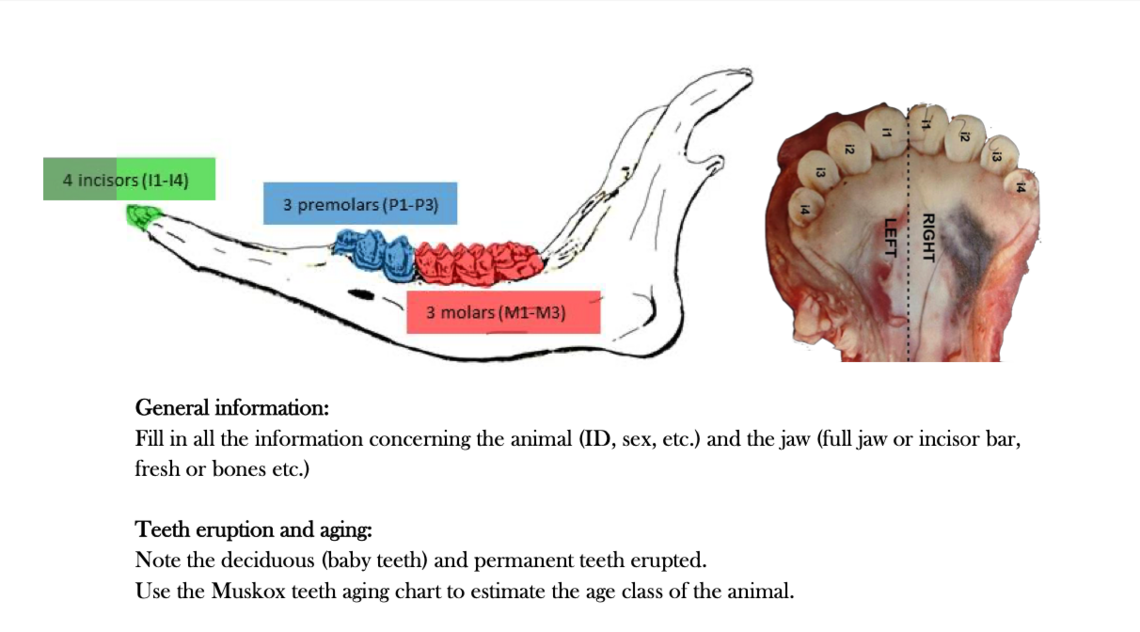 Muskox Jaw Exam Image 1