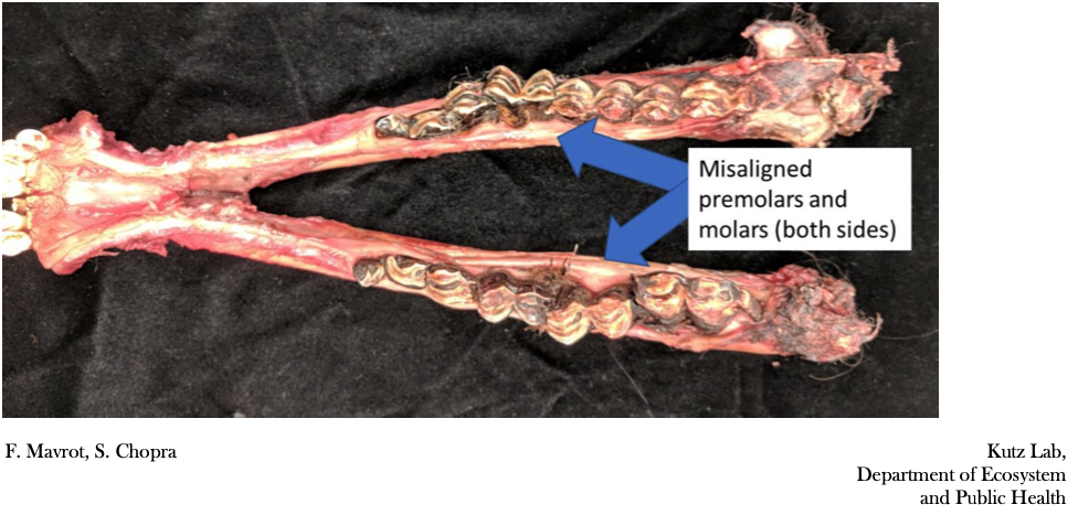 Muskox Jaw Exam 10