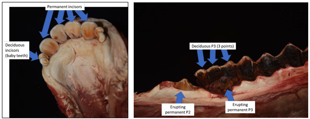 Muskox Jaw Exam 2