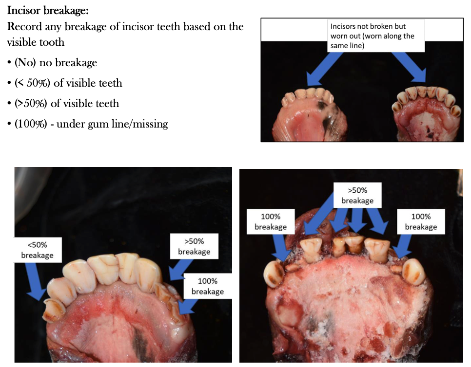 Muskox Exam 4