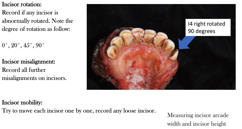 Muskox Jaw Exam 5