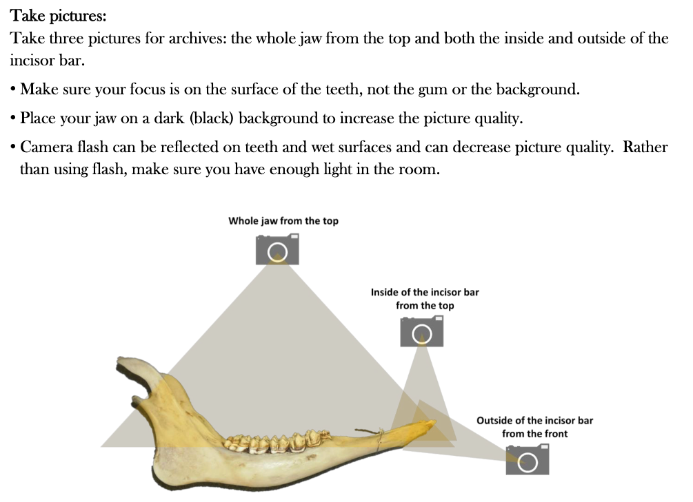 Muskox Exam 8