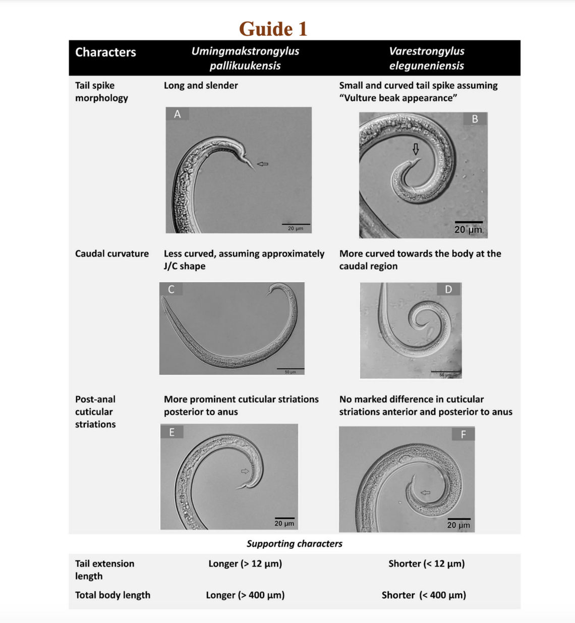 Protostrongylids1