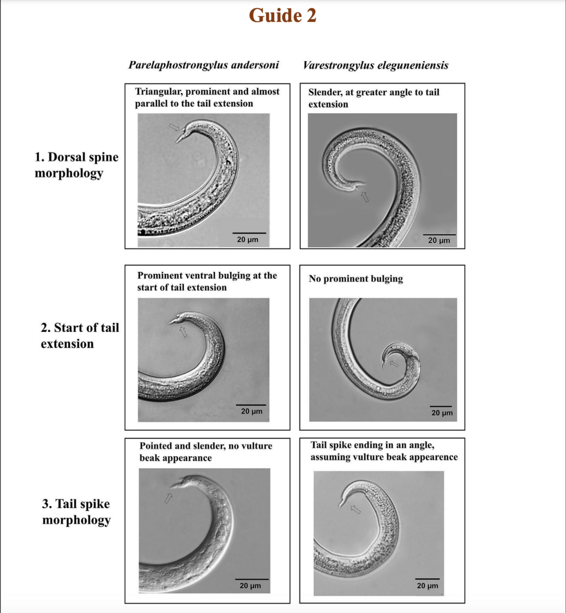 Protostrongylids2