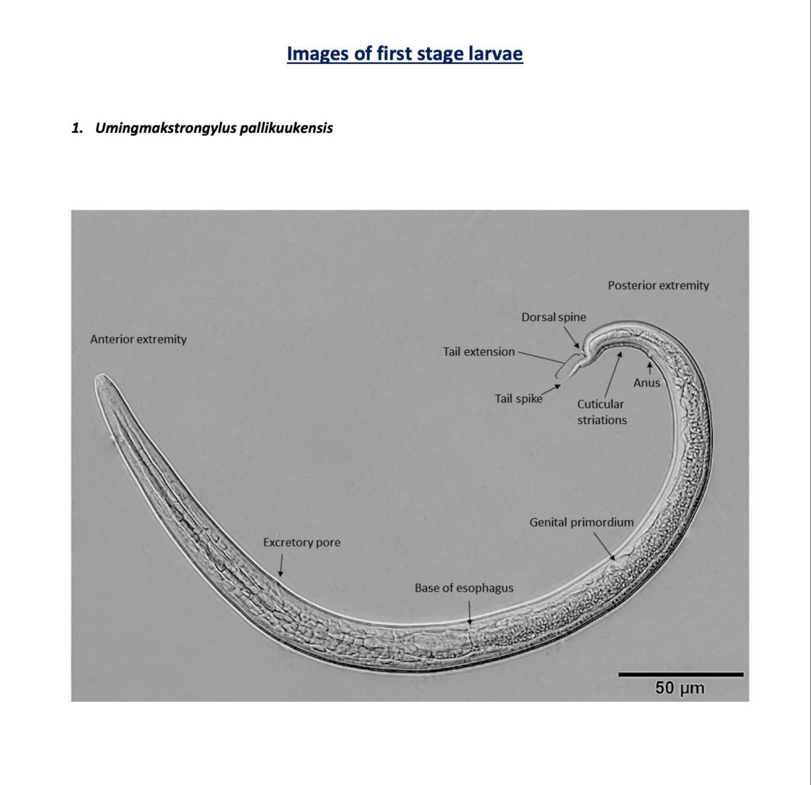 Protostrongylids3