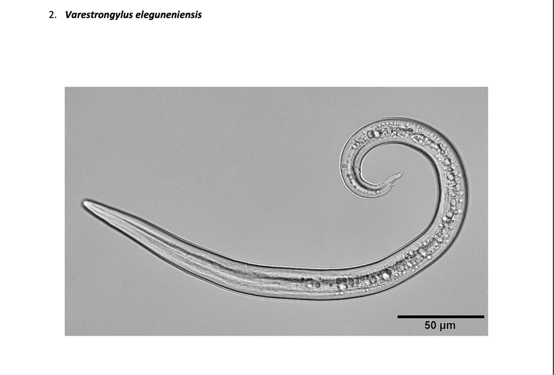 Protostrongylids4