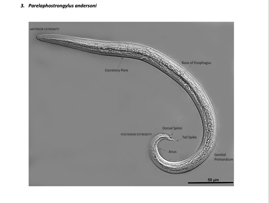 Protostrongylid5